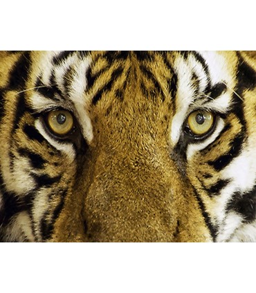 200 - TIGRE