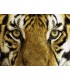 500 - LA MIRADA DEL TIGRE