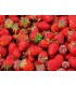 80 - FRESAS