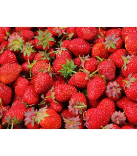 80 - FRESAS